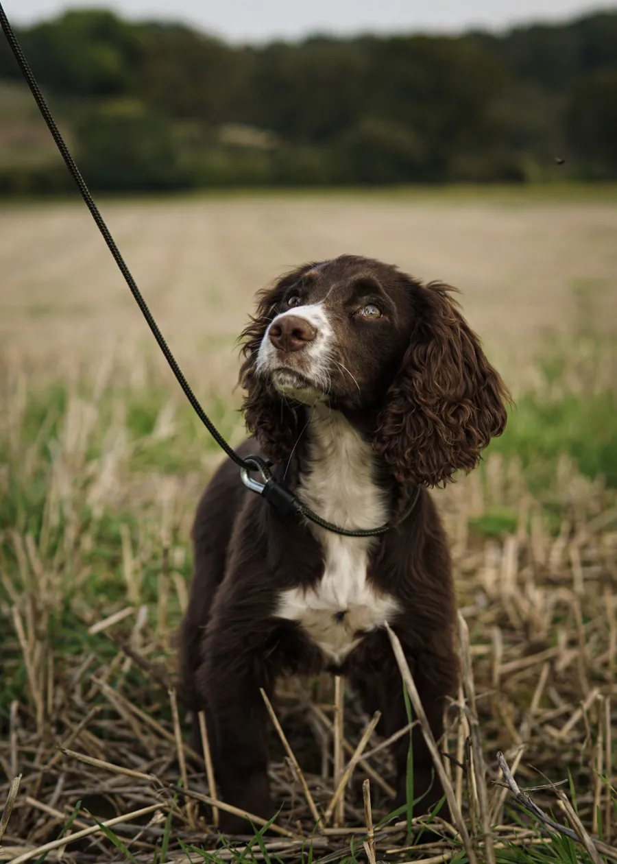 Sporting Saint Field Trial Pro Slip Lead