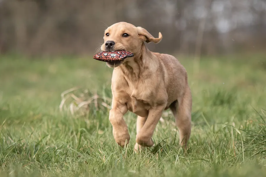 sporting_saint_puppy_dumm_1.webp Sporting Saint Puppy Dummy