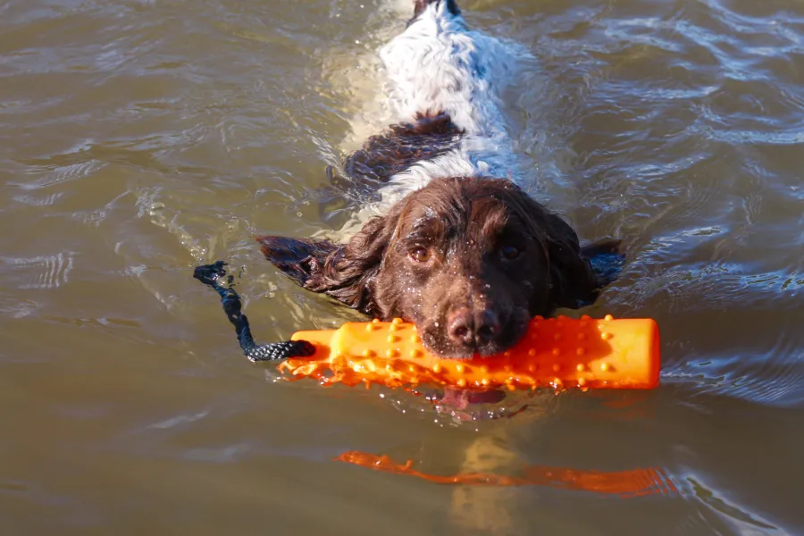 Sporting Saint Water Dummy